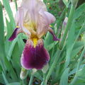 iris