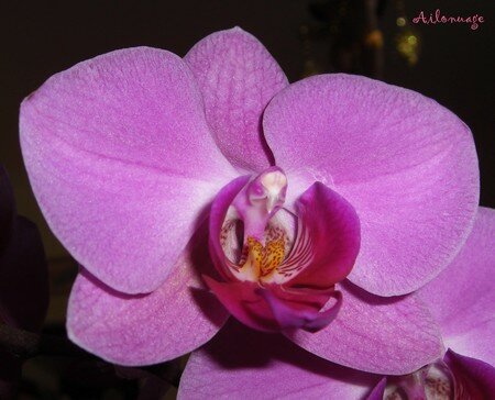 blog_orchid_quatre