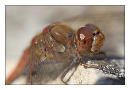 QM_libelll_sympetrum_GP_1_271010