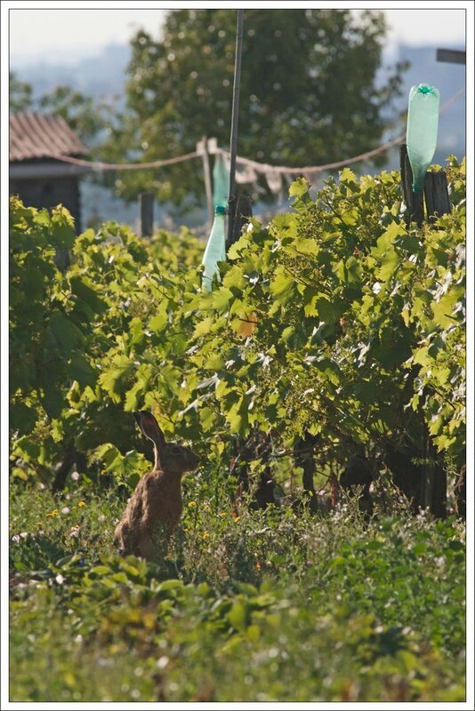 plaine lievre vigne bouteilles 210614