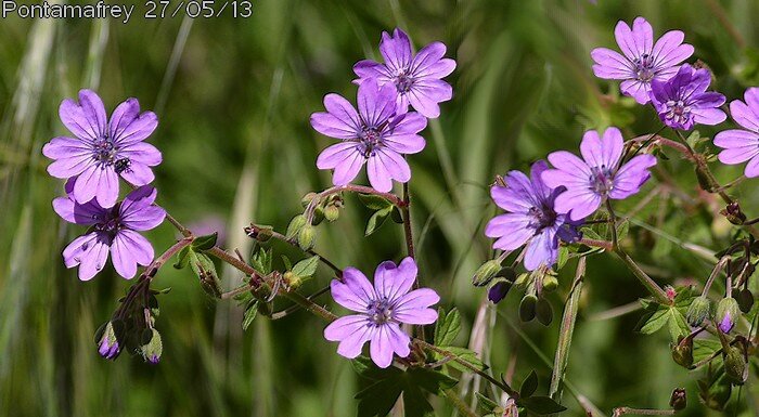 geranium pyrainecum