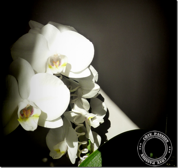 creapassion orchidblack