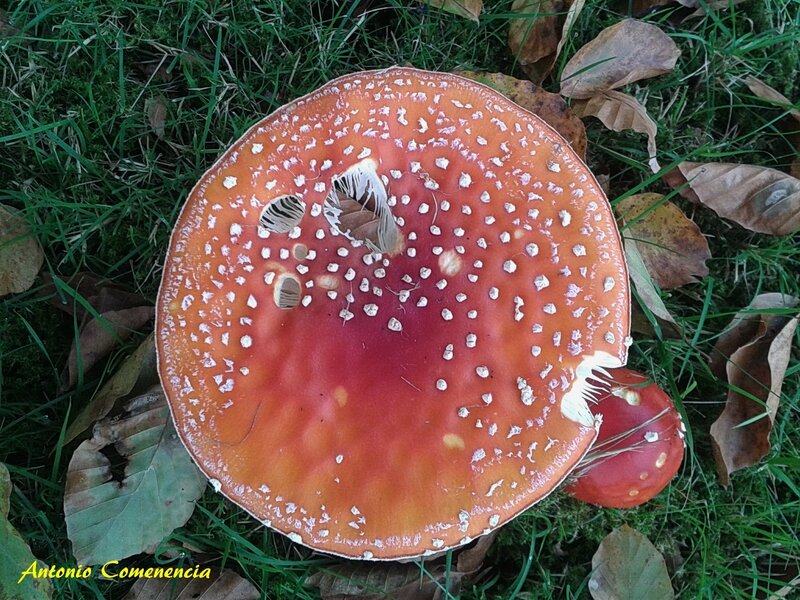 Amanita Muscaria