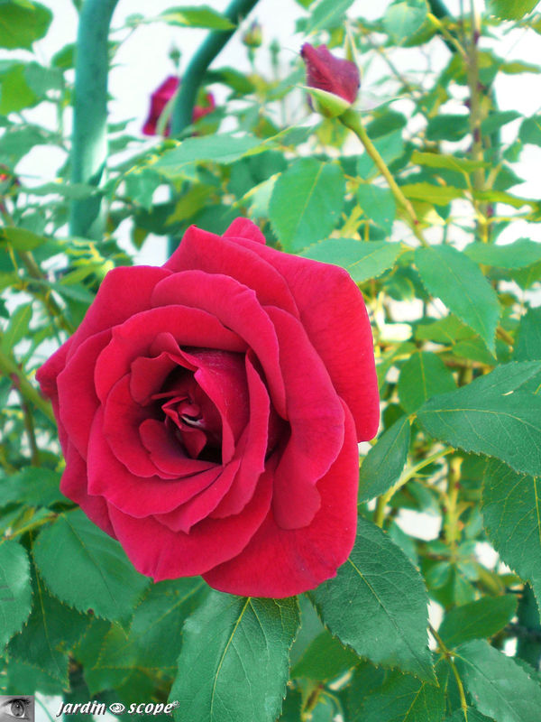 Rosier grimpant 'Red Parfum'