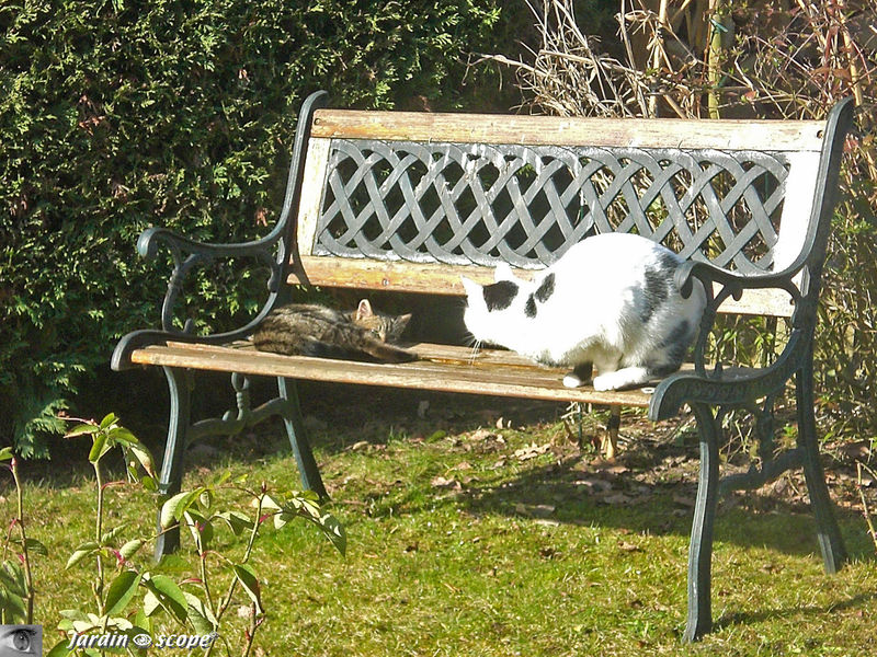 Chats sur un banc se chauffant au soleil