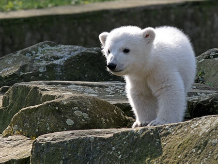 knut_img_8095