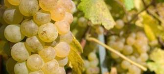 chasselas