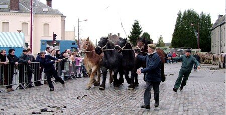chevaux_guy_marcoux___9C89F