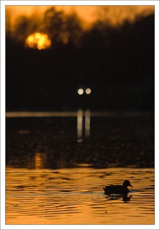 QM_canards_phares_soleil_couchant_150310