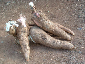 manioc