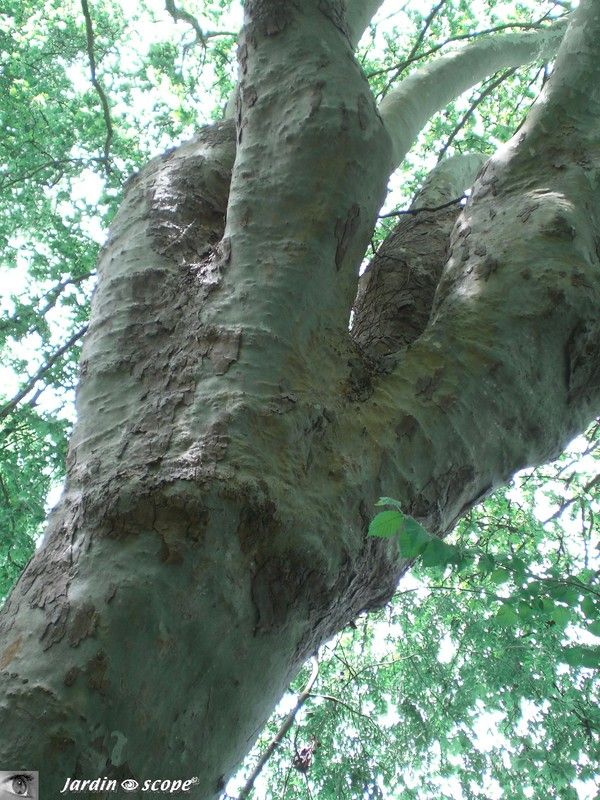 Platane commun • Platanus x acerifolia • F/ Platanaceae