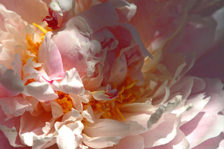 fleur_pivoine_2222