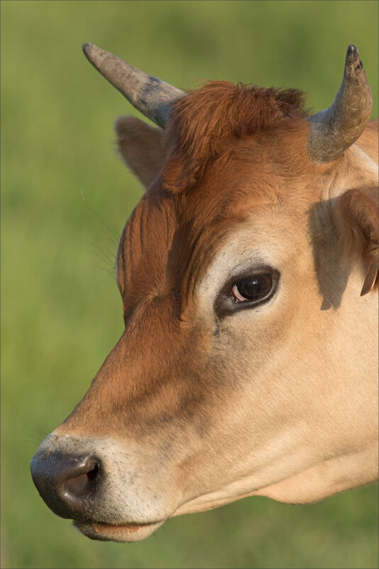 MS 050518 51 vache
