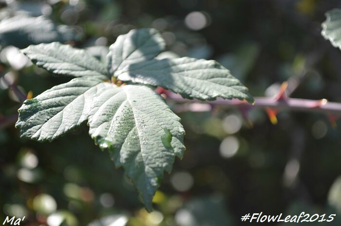 151017_2_FlowLeaf2015