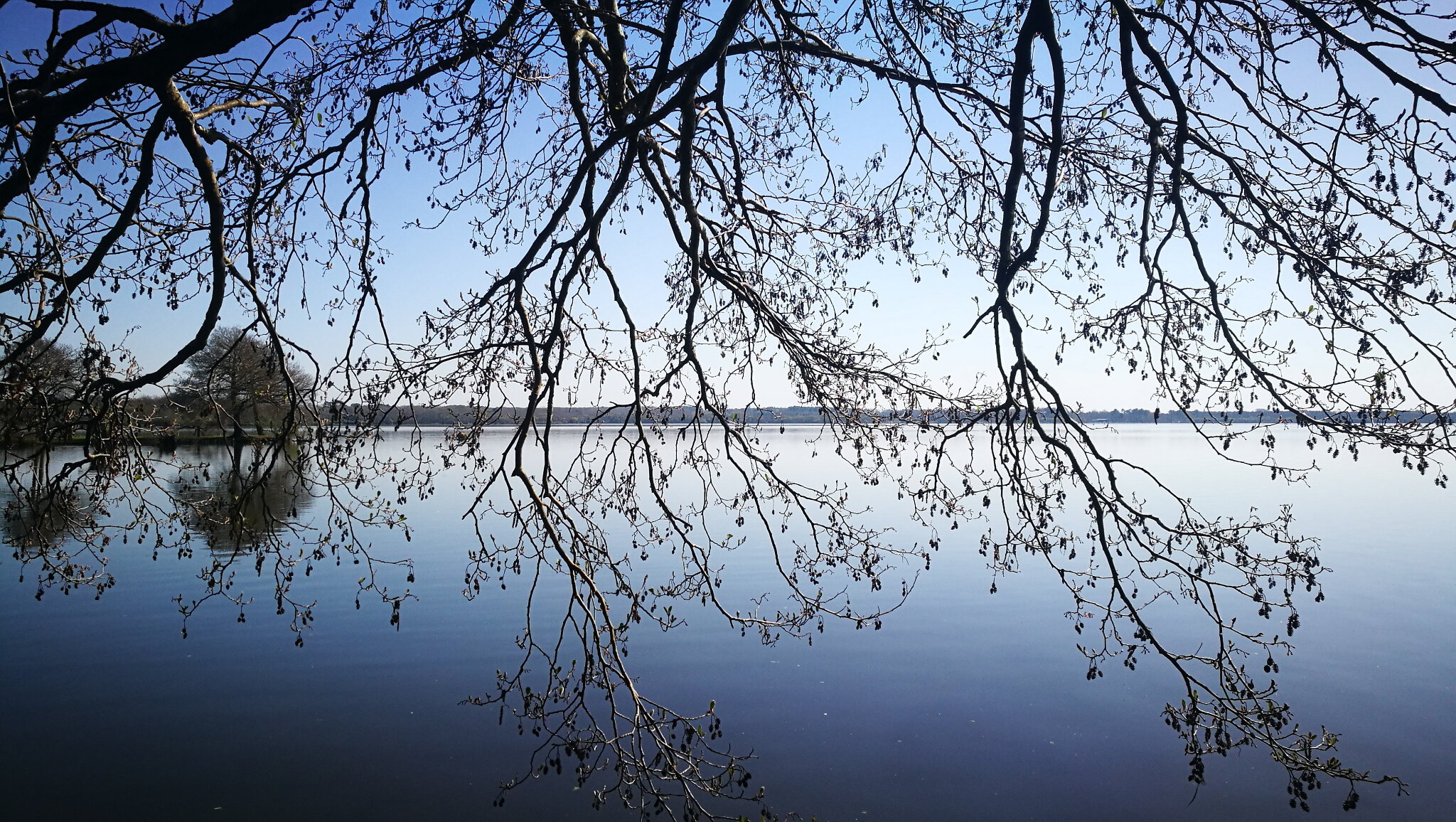 Azur, étang de Souston, étang et branches (40)
