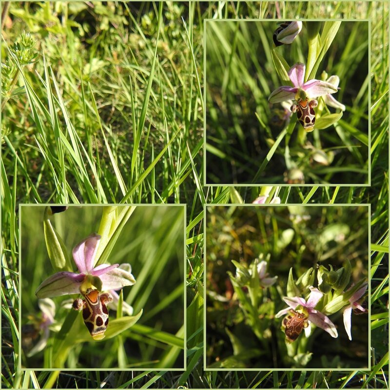 ophrys scolopax 2