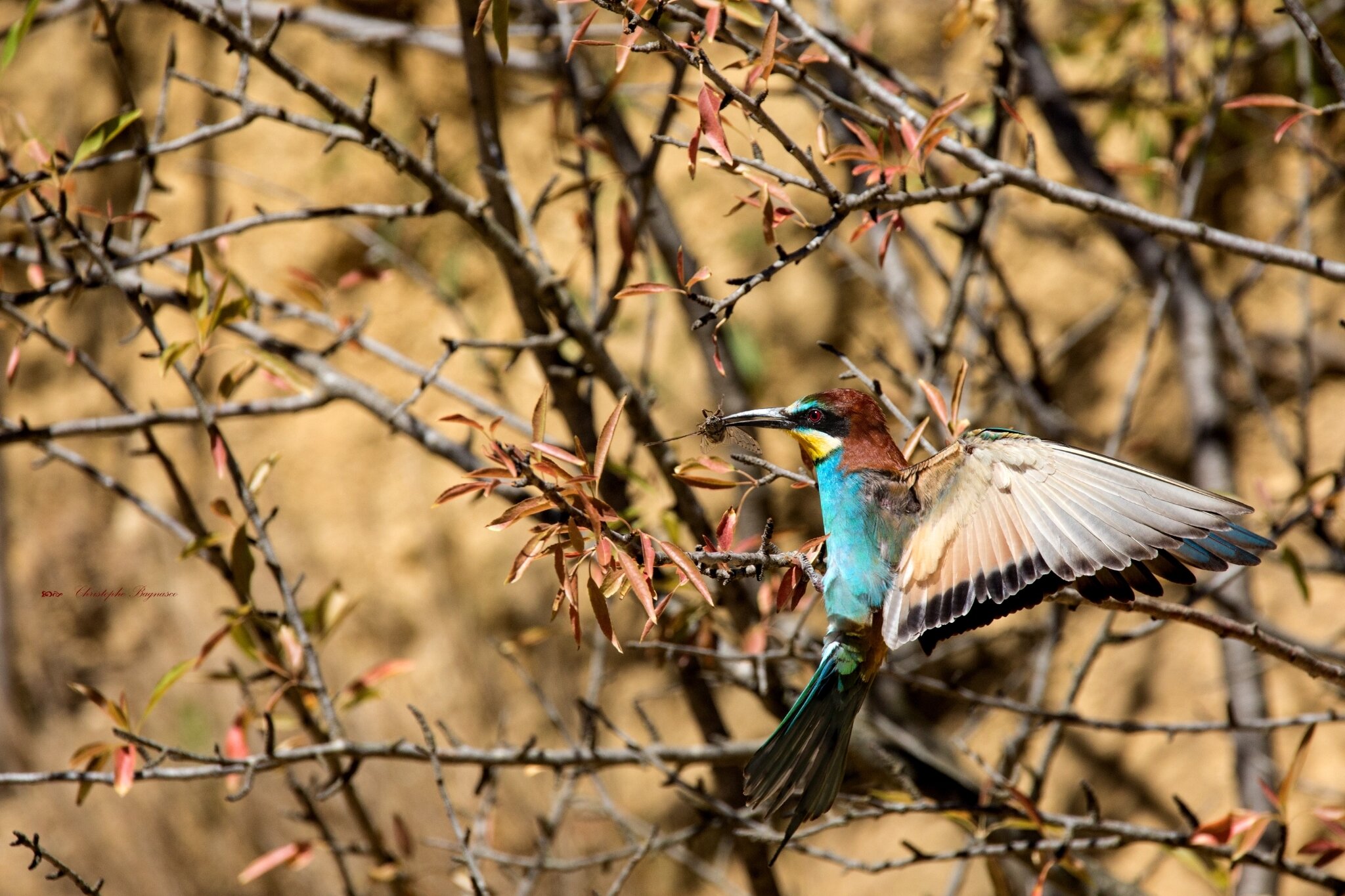 Voler de ses propre ailes
