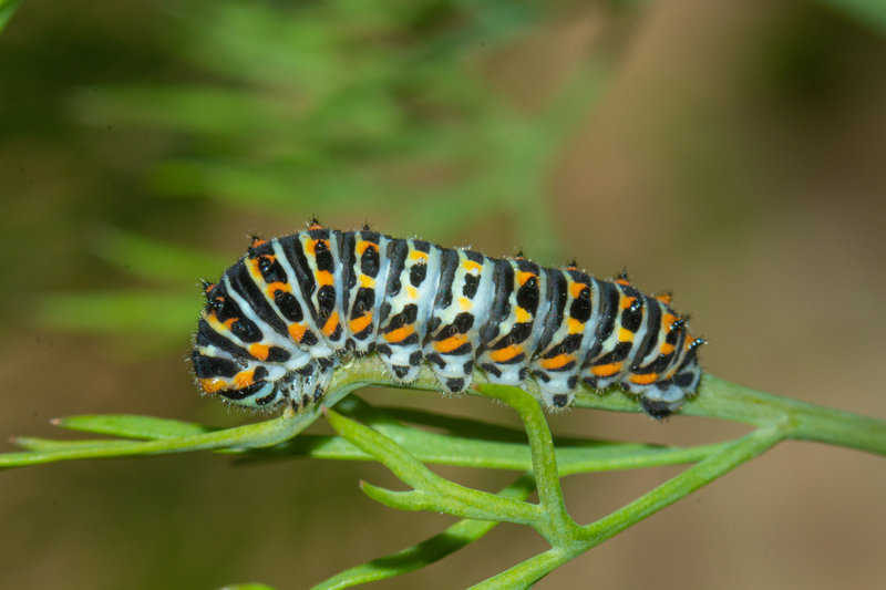 Papilio machaon_4311