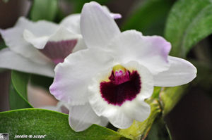 Orchidee_25