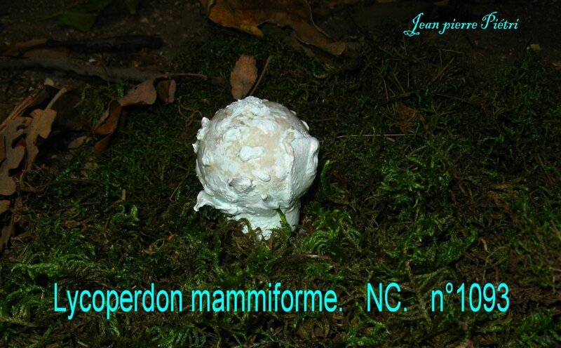 Lycoperdon mammiforme