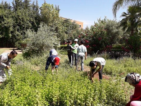 desherbage dans les plantes aromatiques