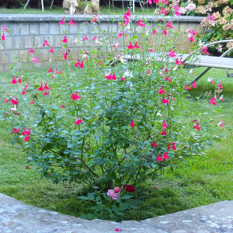 ma maison mon jardin le 11 septembre 2016 (14)