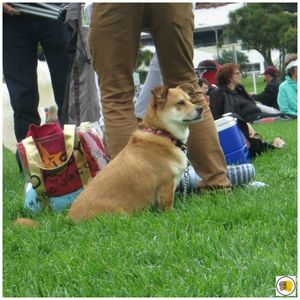 Off the Grid - Picnic at the Presidio (50)