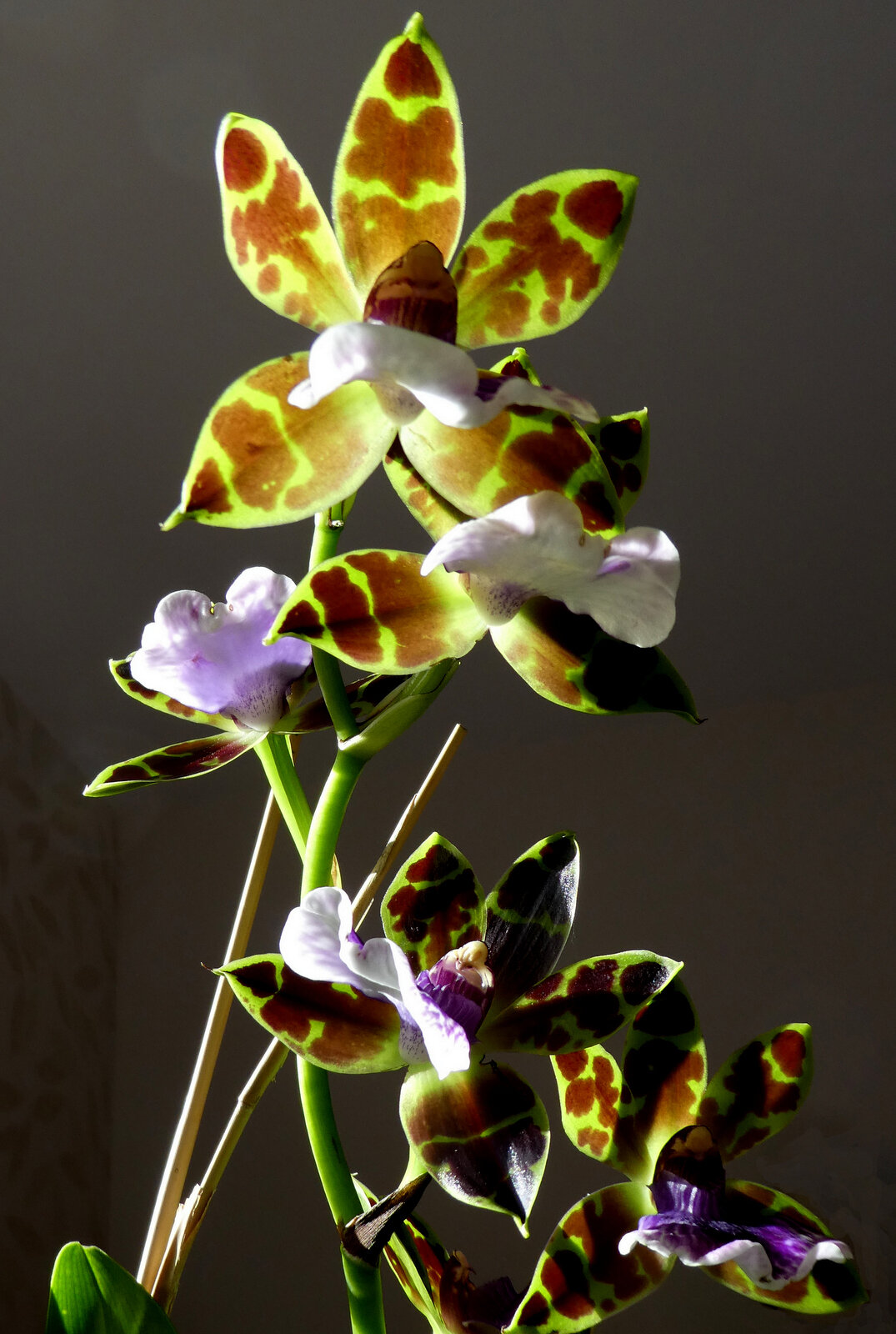 orchidée zygopetalum