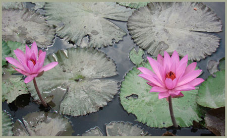 LOTUS_BALI3