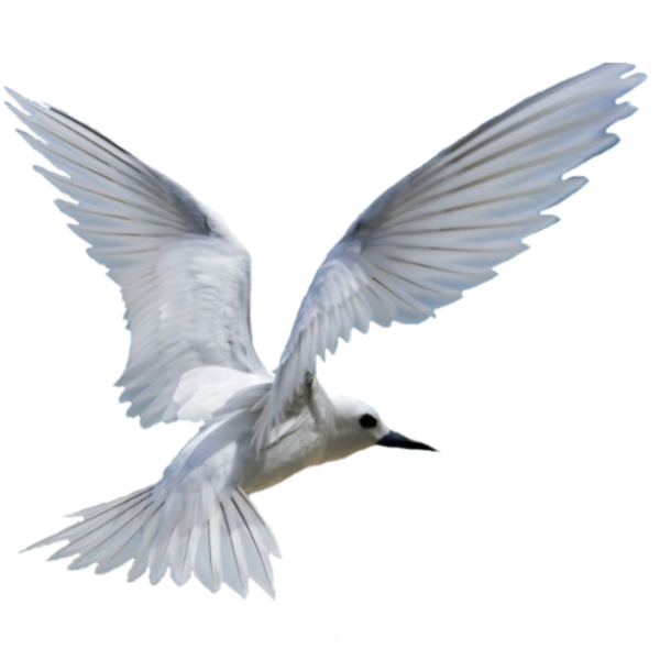 BIRD-WHITE