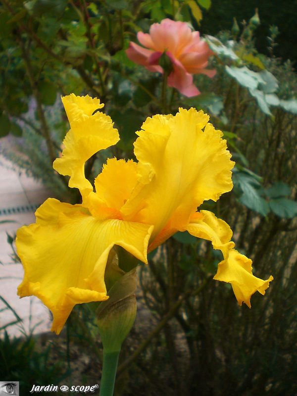 Iris 'Temple Gold'