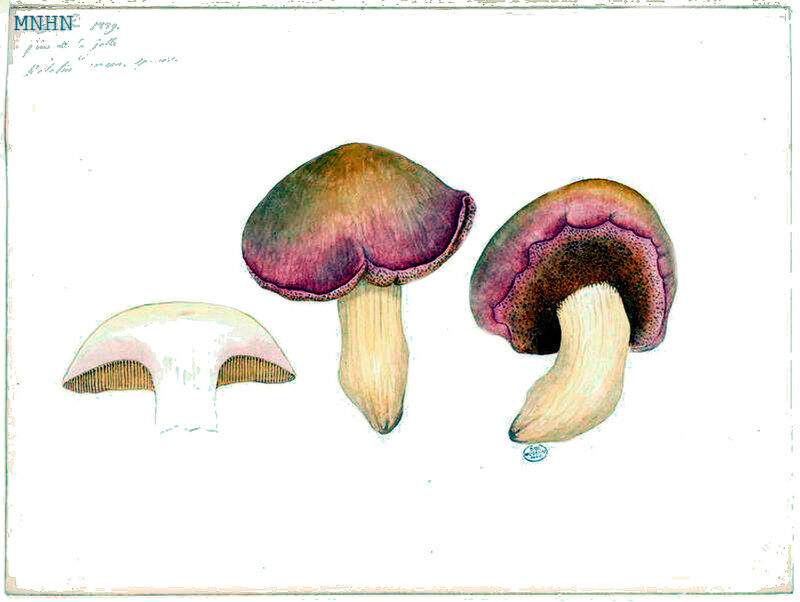 26 Boletus roseus sp nov b