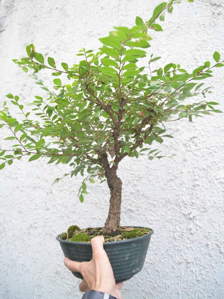 Orme du Japon Nire Japanese Elm Nire Opale Bonsaï