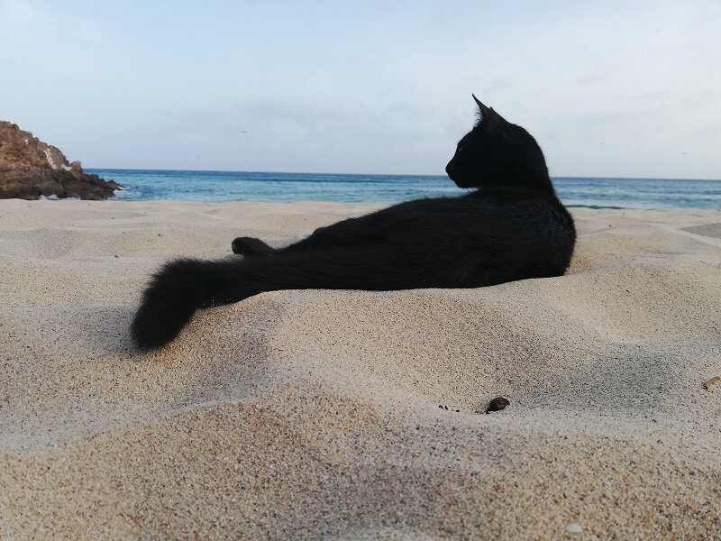 20190619 chat noir sur la plage de Gouverneur