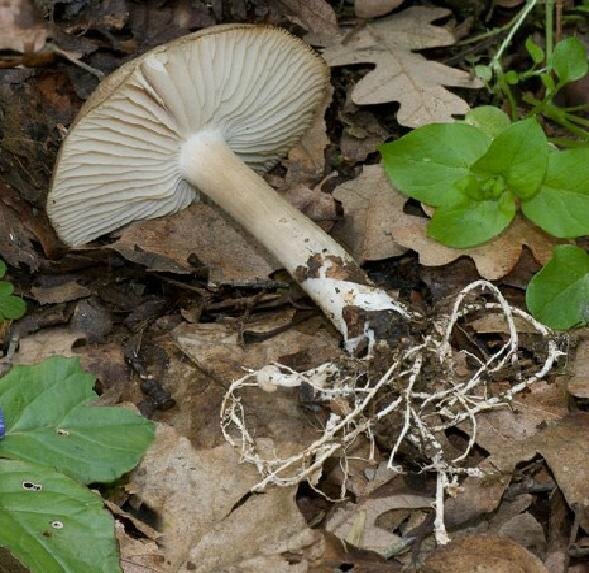 Megalocollybia plathyphylla2