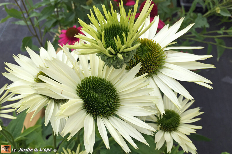 Echinacea-purpurea-Virgin-4