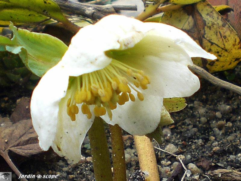 Hellebore du Niger