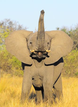 Eléphant de savane, parc de Bwabwata, Namibie (1)