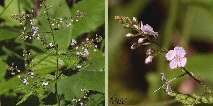 fleurs en longues grappes axillaires