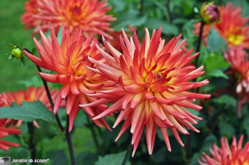 Dahlia Java