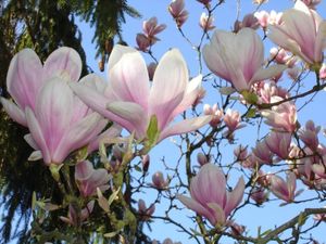 magnolias_descartes_france_4983331562_840152