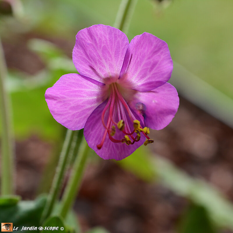 Géranium-macrorrhizum-Bevans-Variety