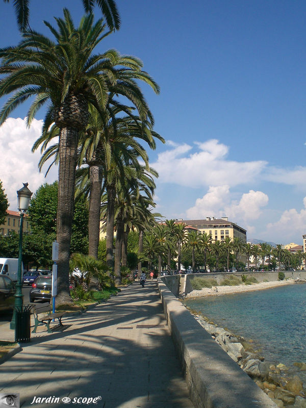 Agéable promenade sur le boulevard Rossini bordé de palmiers