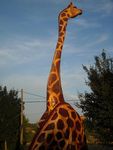 girafe18f