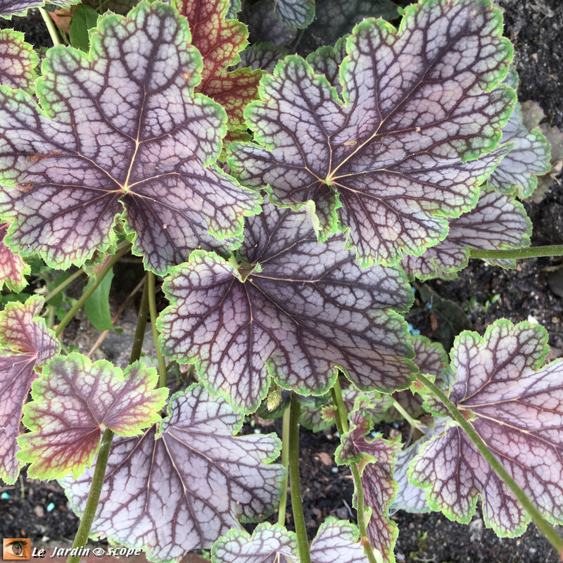 Heuchera x Beauty Color