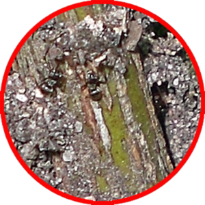 Fourmis_et_pucerons