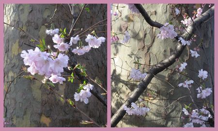 FLEURS