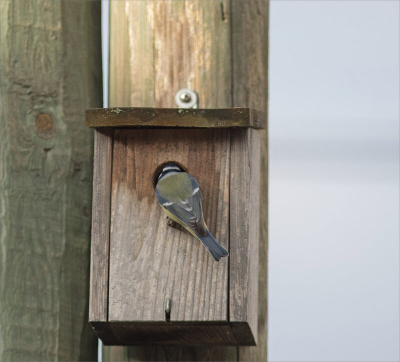 Ville nichoir oiseau mésange bleue 010121 6