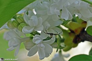 Lilas-blanc-et-Thomise