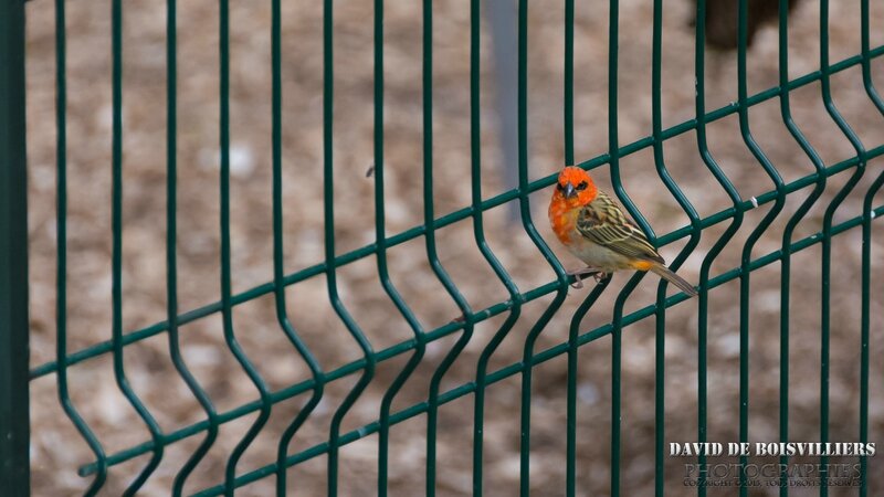 Foudi de Maurice (Foudia rubra) - Oiseau endémique de l'Île Maurice